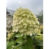 Hydrangea paniculata 'Limelight'®