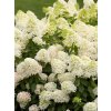 Hydrangea paniculata 'Skyfall'