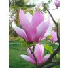Magnolia 'Galaxy'