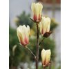 Magnolia 'Green Diamond'