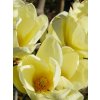 Magnolia 'Honey Tulip'®