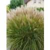 Miscanthus sinensis 'Yakushima Dwarf'
