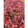 Photinia fraseri 'Carré Rouge'