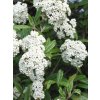 Viburnum 'Pragense'
