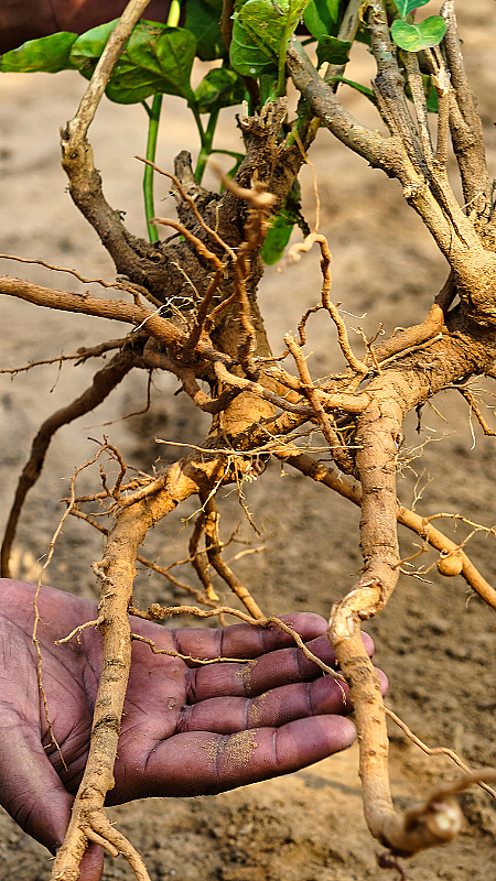 2-ashwagandha