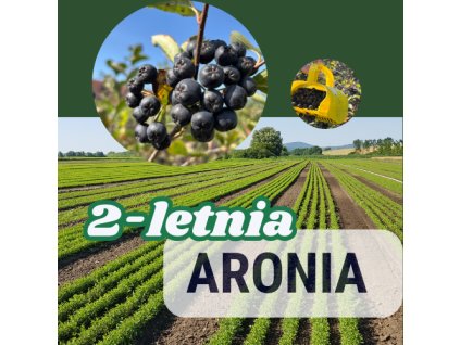 aronia2
