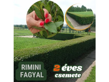 rimini fagyal 2 eves csemete