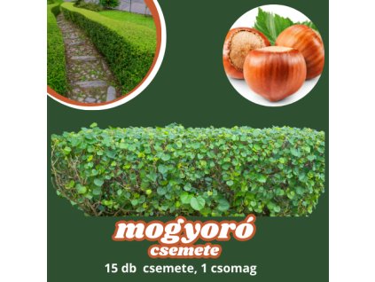 mogyoro csemete