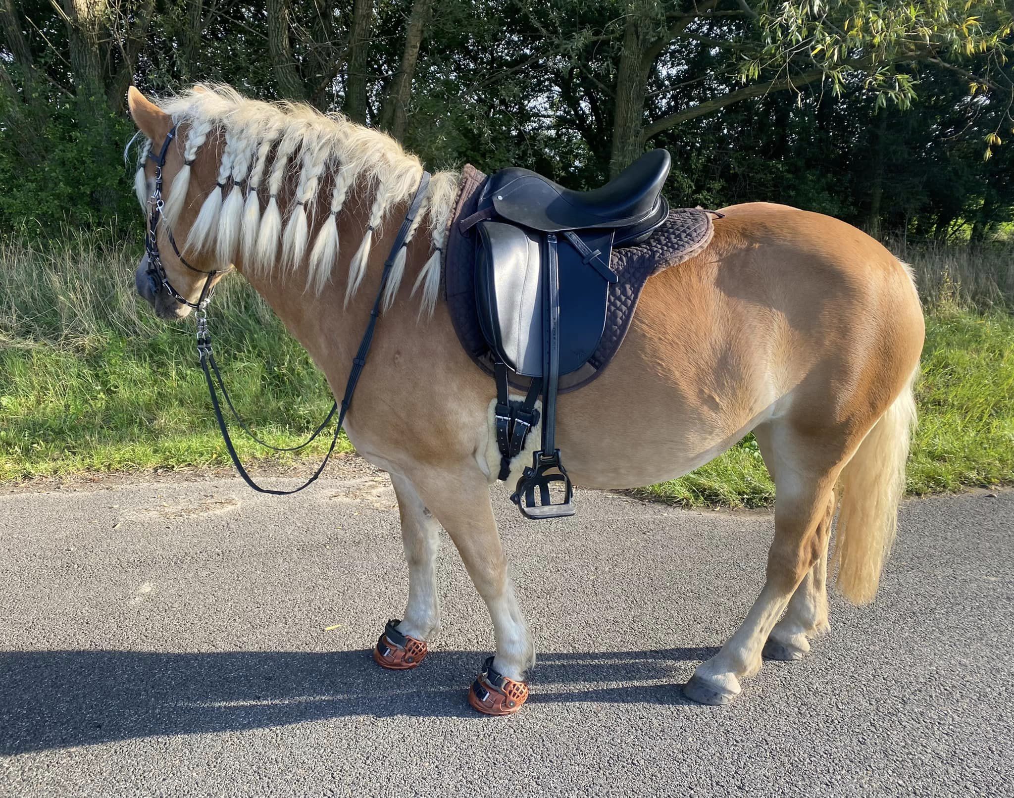 ZZ dressage