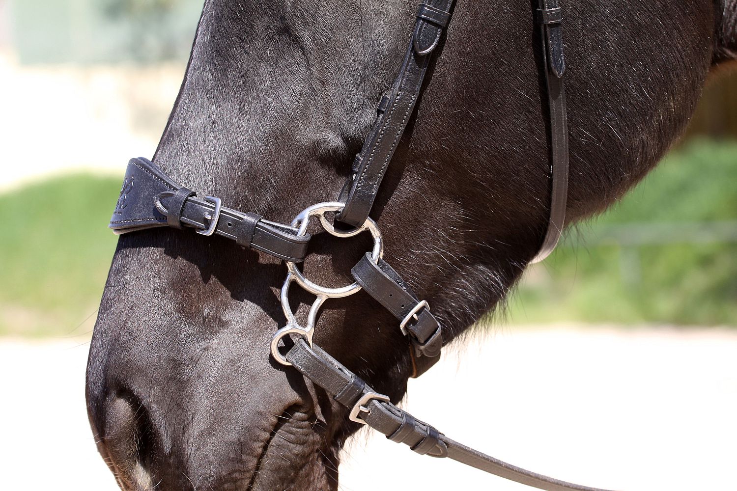 hackamore