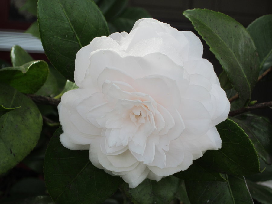 Gardénia