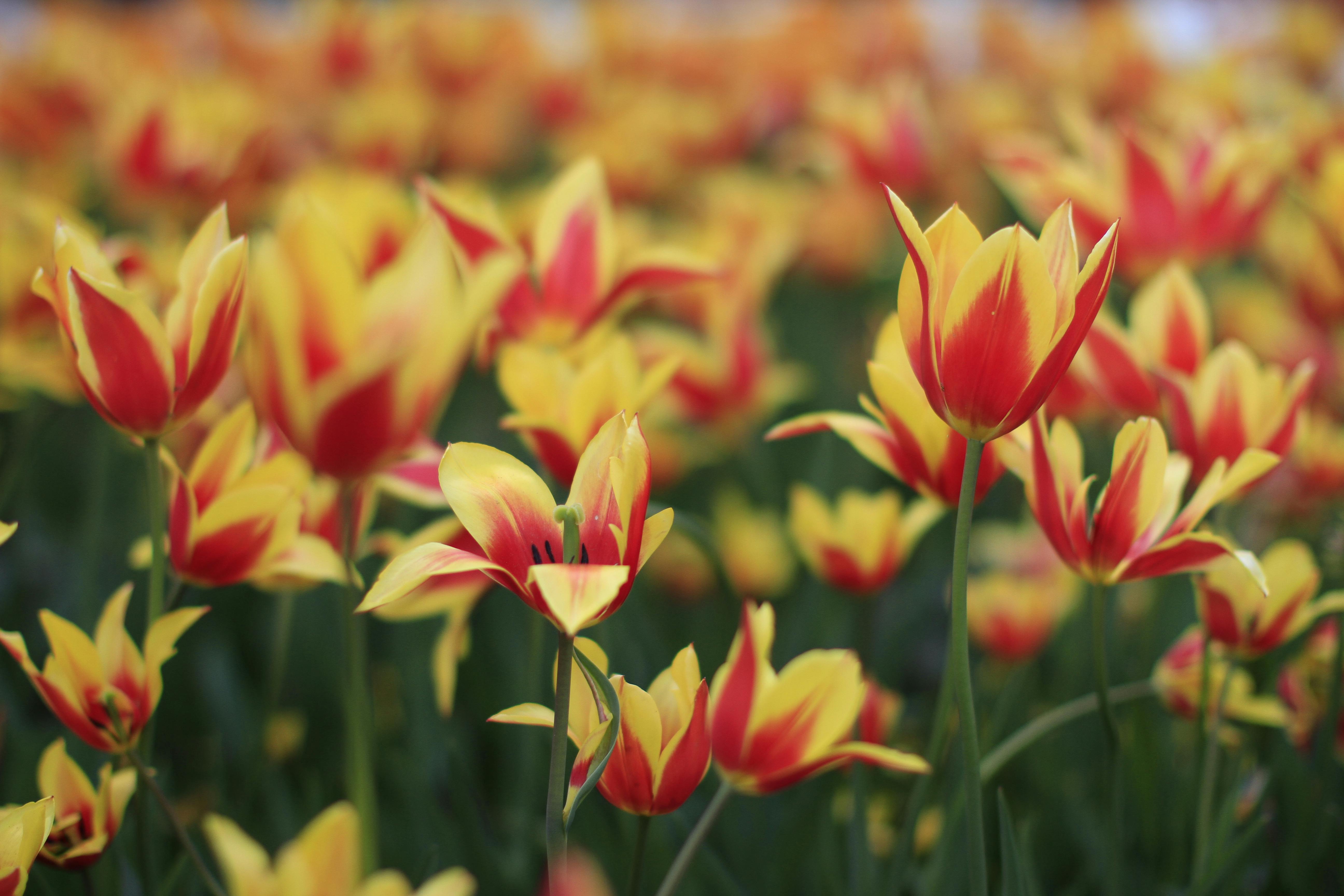 tulip2