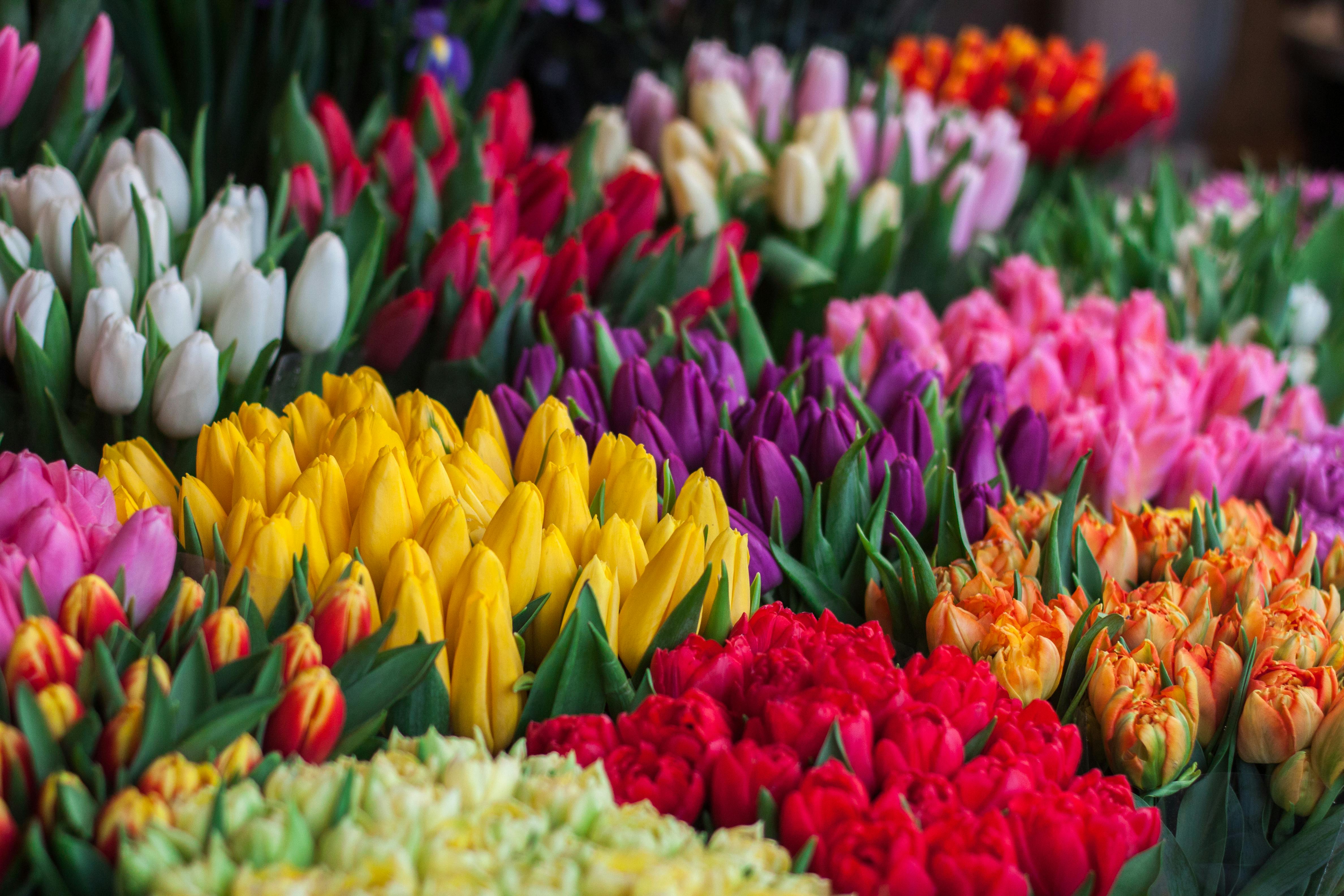 tulip3