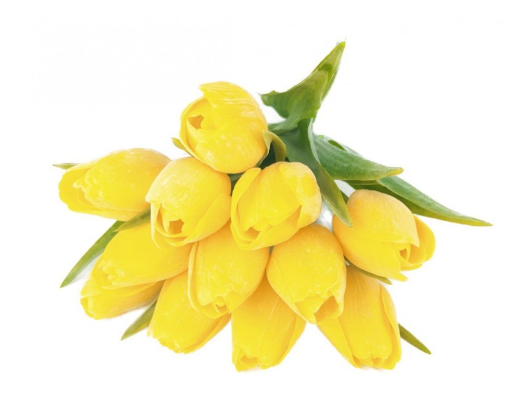 Tulipán s listem (6 ks) - žlutá