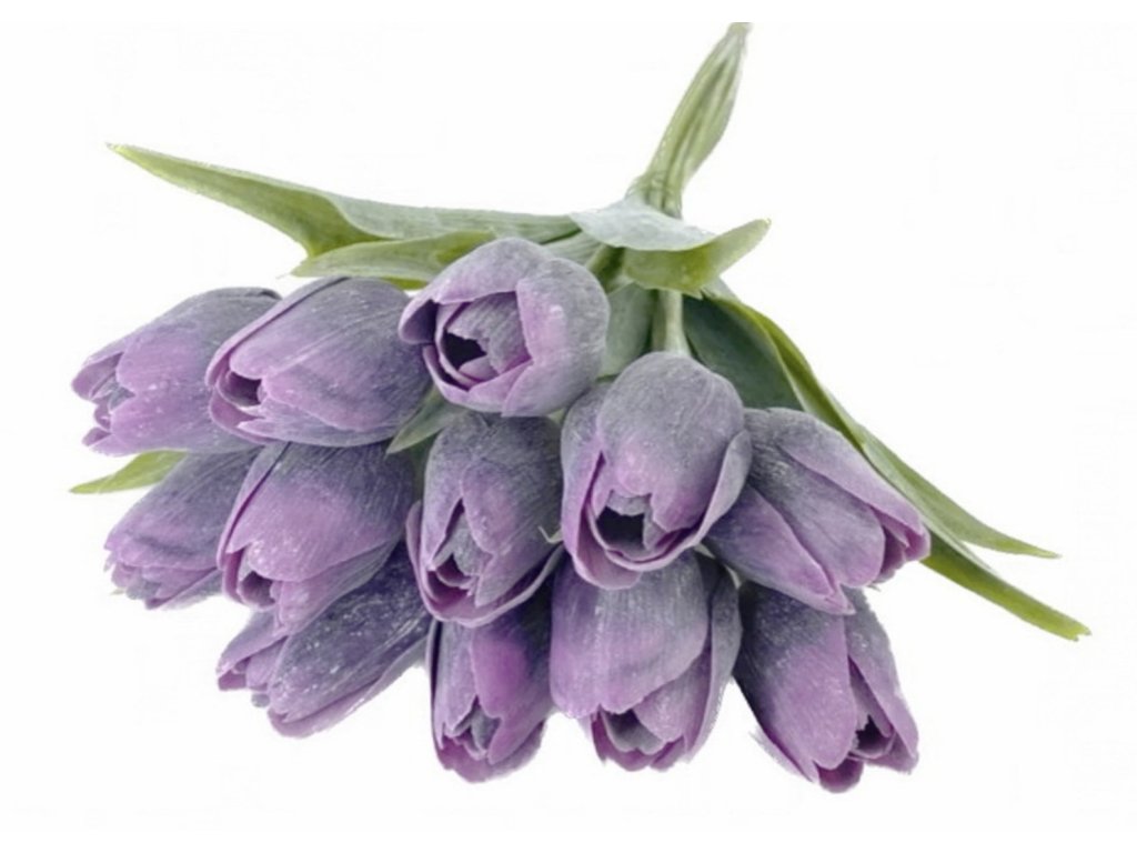 Tulipán s listem (6 ks) - fialová