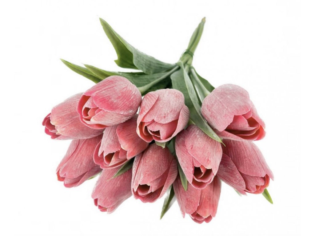 Tulipán s listem (6 ks) - červená