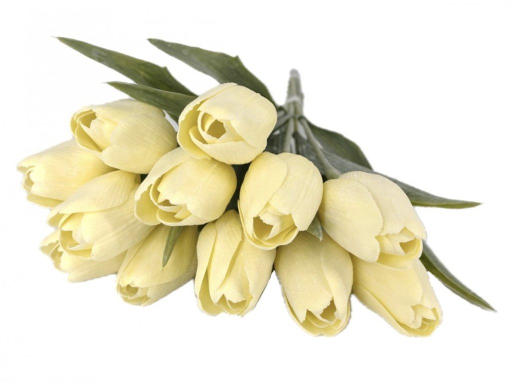 Tulipán s listem (6 ks) - světlá žlutá