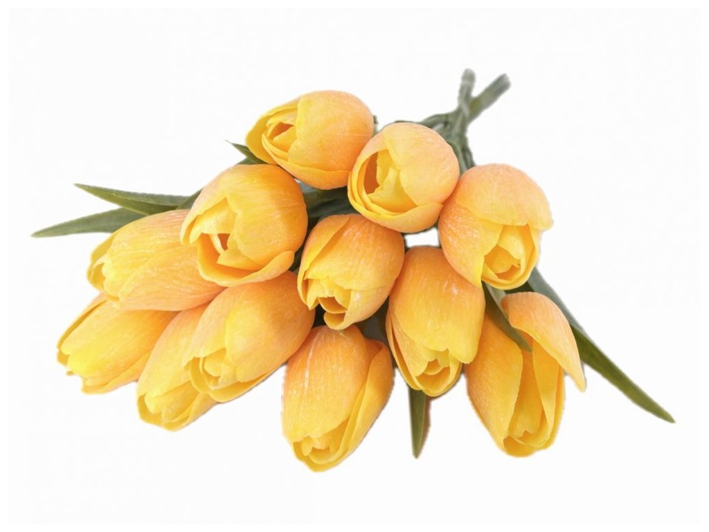 Tulipán s listem (6 ks) - žloutková