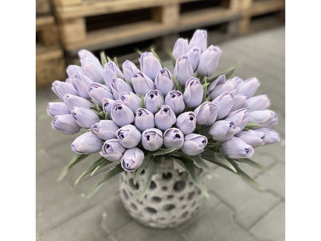 Tulipán s listem (6 ks) - lila s růžovými okraji