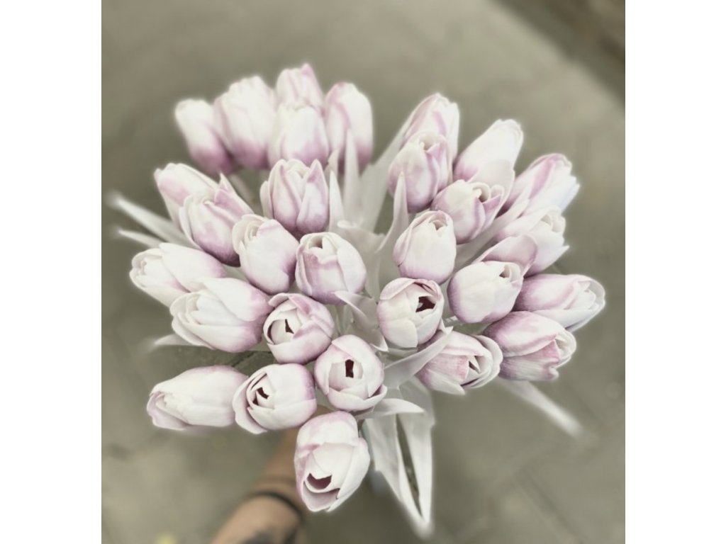 Tulipán s bílým listem (6 ks) - fialovorůžová s bílou špičkou