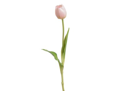 Tulipán - světle růžová