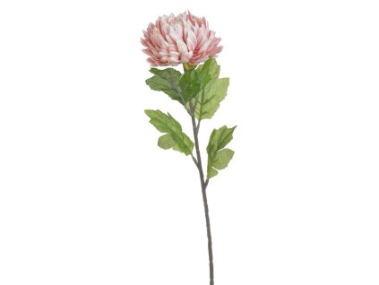 Chryzantéma 58 cm - růžová s krémovým středem