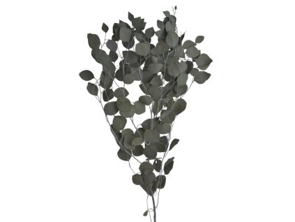 Eukalyptus sušený (100 g) - zelenošedá