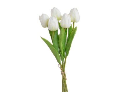Tulipán pěnový (5 ks) - bílá se zeleným nádechem