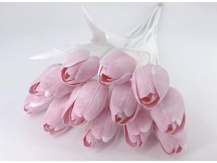 Tulipán s bílým listem (6 ks) - růžová