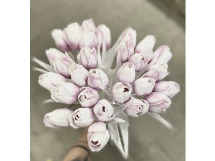 Tulipán s bílým listem (6 ks) - fialovorůžová s bílou špičkou
