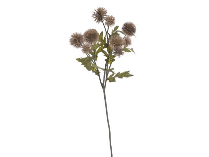 Echinops 57 cm - hnědá