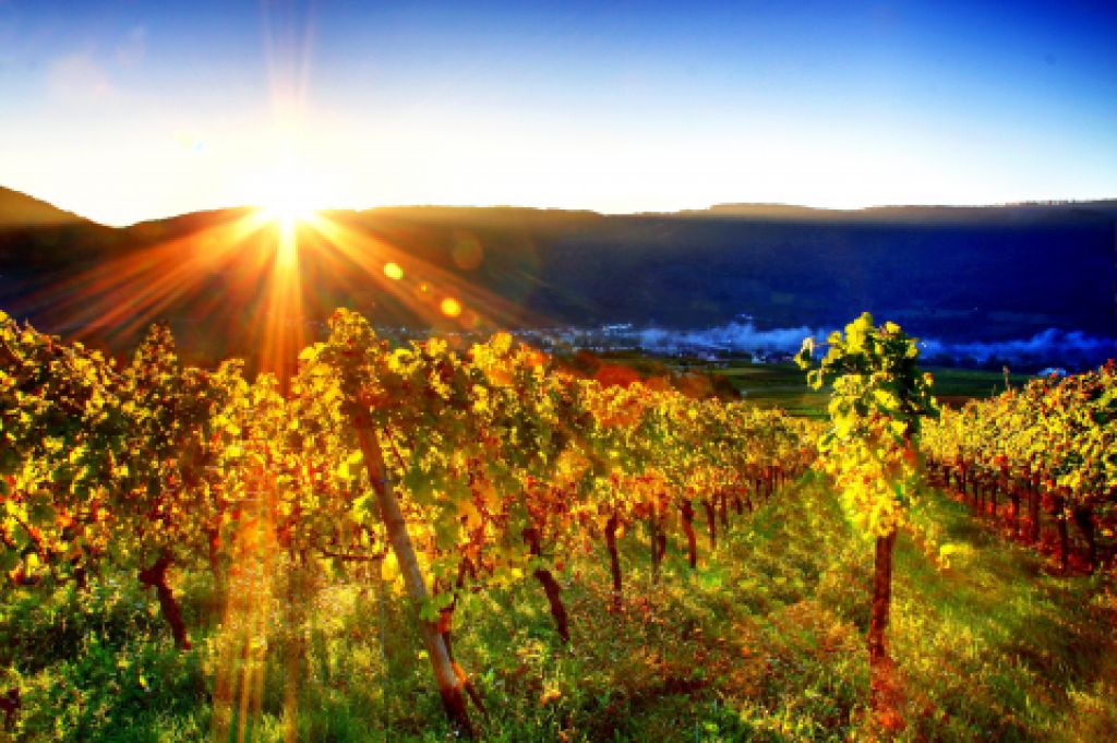 _b_330vino-vinohrad-jesen