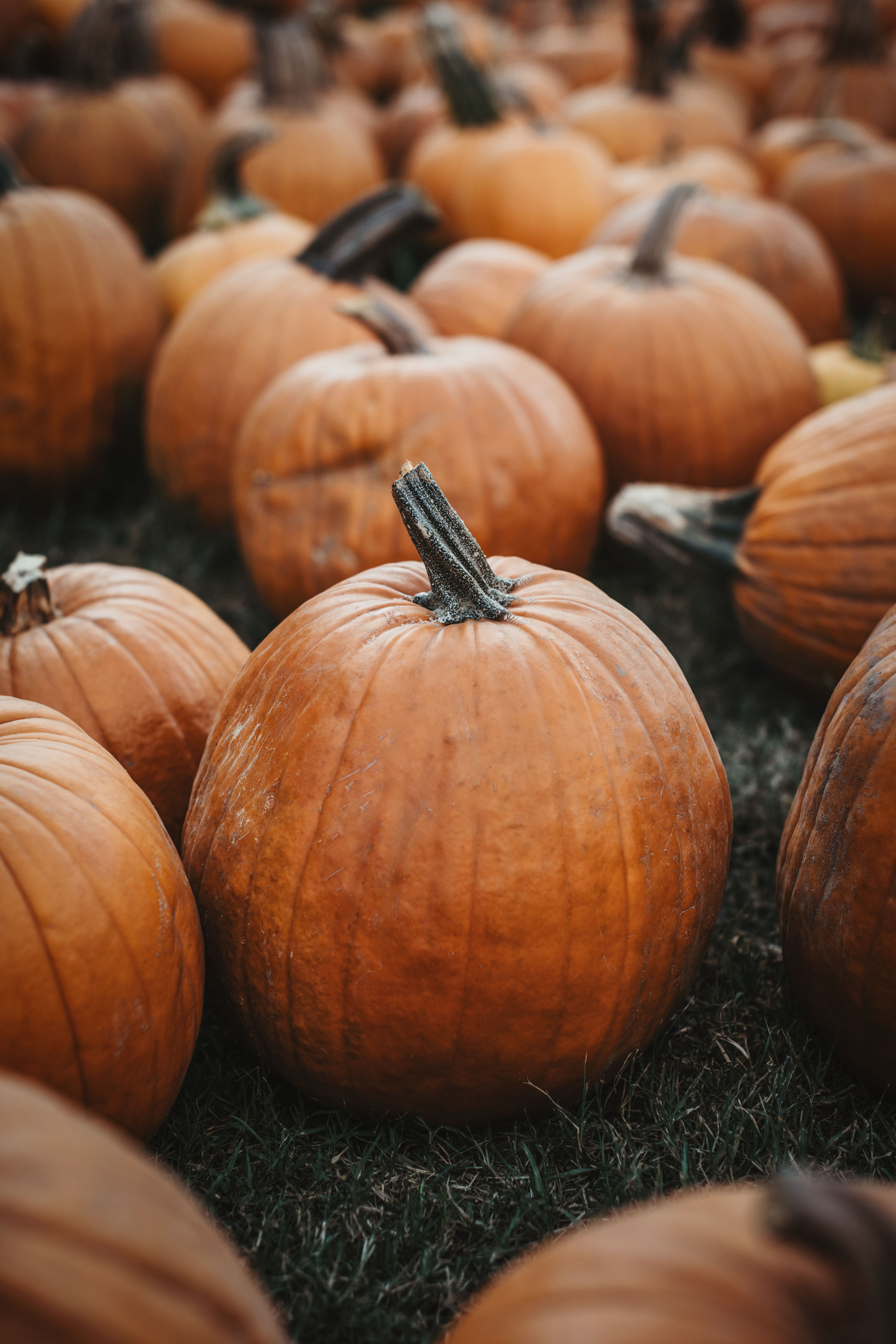 pumpkin