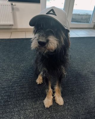 Už jste byli u nás v Chrášťanech? Stavte se, máme tu ty největší odborníky! 🐶🐾🧢 #odbornicinapeak #nejlepsiteam
