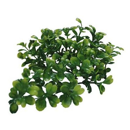 Lucky Reptile Turtle Plants Bacopa cca 40 cm