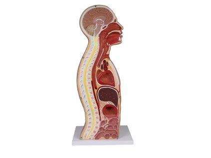 NG Tracheostomie Torso 1