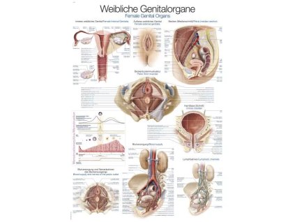 Anatomický plagát „Ženské pohlavné orgány“ | Gynekologická anatómia | Erler Zimmer (Rozmer plagátu 50 cm x 70 cm)