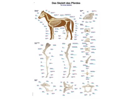 Veterinárny plagát „Kostra koňa“ | Anatómia koňa a muskuloskeletálny systém | Osteológia koňa | Erler Zimmer (Rozmer plagátu 50 cm x 70 cm)