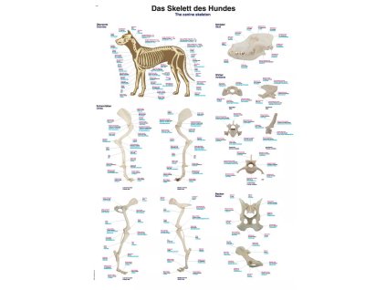 Veterinárny plagát „Kostra psa“ | Anatómia psa a osídla tela | Osteológia psa | Erler Zimmer (Rozmer plagátu 50 cm x 70 cm)