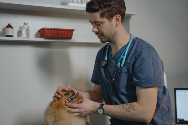 Koronaviróza a rotaviróza u psov: Príznaky, prevencia a liečba