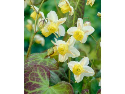 epimedium sulphuerum a