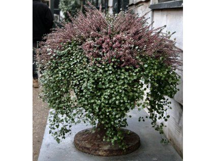 d2dab74934ac87126d0575fc82db50d5