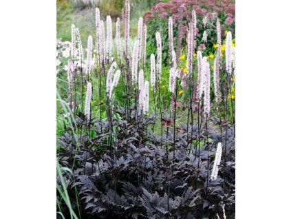 0873e61c7bd66c5cb037e34bc7c0445b