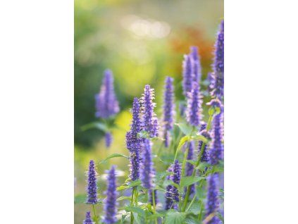 515bbf11b1d780543d9349cbef5fc784