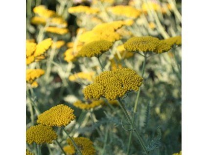 d8fd50303d247f2d2d67cf4ce67d38a9