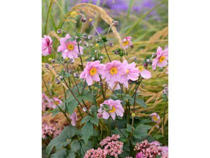 1652b6d297cff8c1fb05fab0f4c581f0