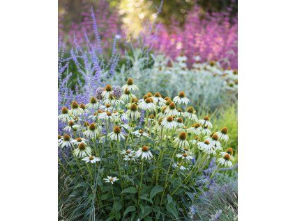 Echinacea 'White Swan'