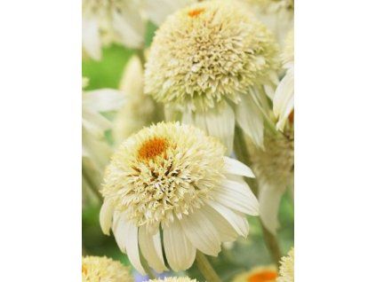 Echinacea Milkshake 4