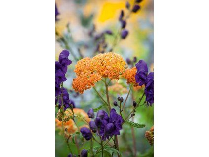 Achillea terracotta 07
