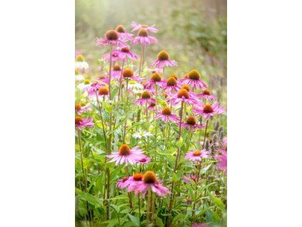 3defdfe91a89121450a77eaeadff977f